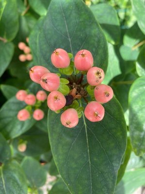 Hypericum × inodorum Mill.: fruit