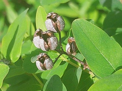 Hypericum × inodorum Mill.: fruit