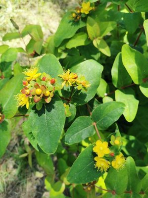Hypericum × inodorum Mill.: flower