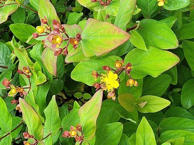 Hypericum × inodorum Mill.: flower