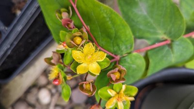 Hypericum × inodorum Mill.: flower