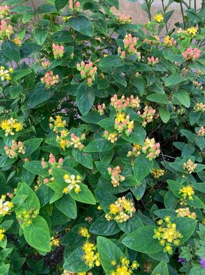 Hypericum × inodorum Mill.: flower