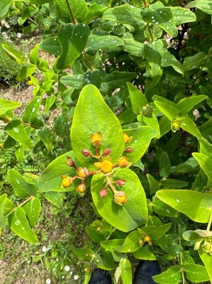 Hypericum × inodorum Mill.: flower