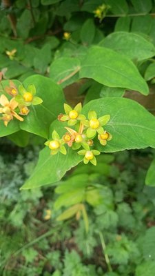 Hypericum × inodorum Mill.: flower