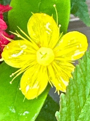 Hypericum × inodorum Mill.: flower