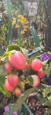 Hypericum × inodorum Mill.: fruit