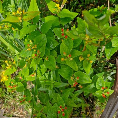 Hypericum × inodorum Mill.: fruit
