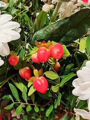 Hypericum × inodorum Mill.: fruit
