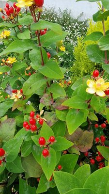 Hypericum × inodorum Mill.: fruit