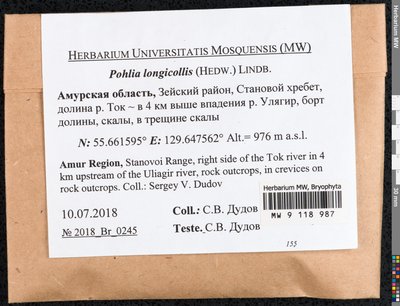 Pohlia longicolla (Hedw.) Lindb., Moscow University Herbarium