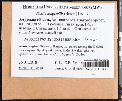 Pohlia longicolla (Hedw.) Lindb., Moscow University Herbarium