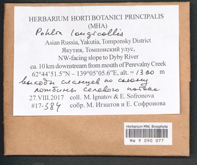 Pohlia longicolla (Hedw.) Lindb., Moscow University Herbarium