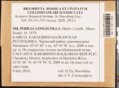Pohlia longicolla (Hedw.) Lindb., Moscow University Herbarium