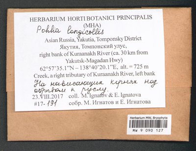 Pohlia longicolla (Hedw.) Lindb., Moscow University Herbarium
