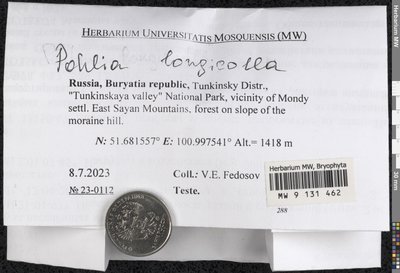 Pohlia longicolla (Hedw.) Lindb., Moscow University Herbarium