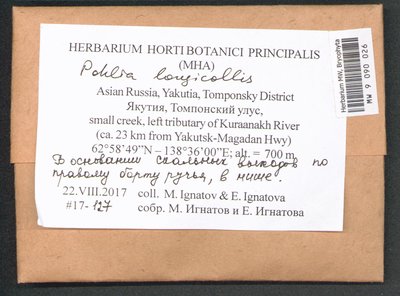 Pohlia longicolla (Hedw.) Lindb., Moscow University Herbarium