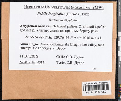 Pohlia longicolla (Hedw.) Lindb., Moscow University Herbarium