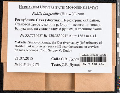 Pohlia longicolla (Hedw.) Lindb., Moscow University Herbarium