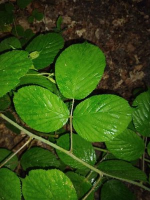 Rubus schleicheri Weihe ex Tratt.: leaf