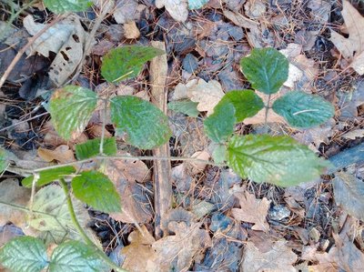 Rubus schleicheri Weihe ex Tratt.: leaf