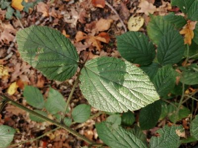 Rubus schleicheri Weihe ex Tratt.: leaf