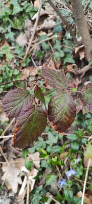 Rubus schleicheri Weihe ex Tratt.: leaf
