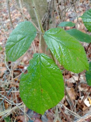 Rubus schleicheri Weihe ex Tratt.: leaf