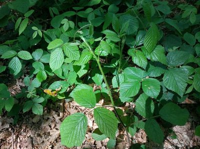 Rubus schleicheri Weihe ex Tratt.: leaf