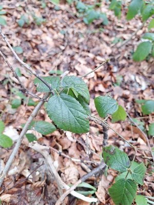 Rubus schleicheri Weihe ex Tratt.: leaf