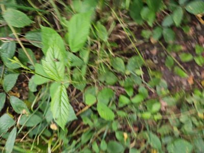Rubus schleicheri Weihe ex Tratt.: leaf