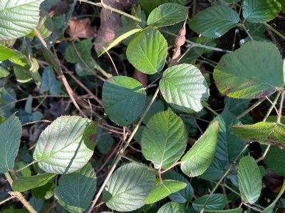 Rubus schleicheri Weihe ex Tratt.: leaf