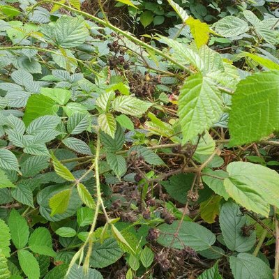 Rubus schleicheri Weihe ex Tratt.: fruit