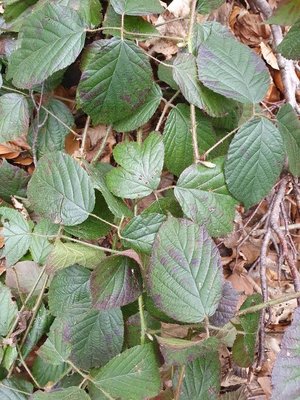 Rubus schleicheri Weihe ex Tratt.: leaf