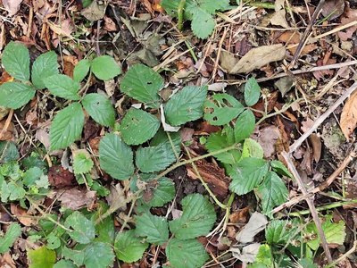 Rubus schleicheri Weihe ex Tratt.: leaf