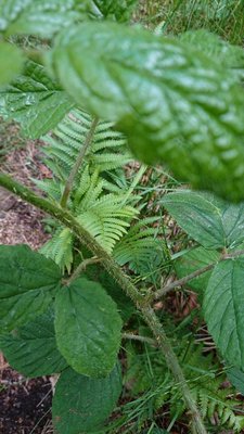 Rubus schleicheri Weihe ex Tratt.: bark