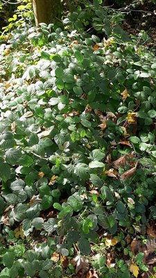 Rubus schleicheri Weihe ex Tratt.: leaf
