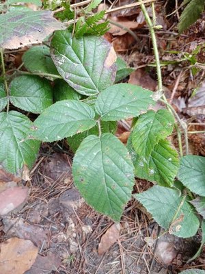 Rubus schleicheri Weihe ex Tratt.: leaf