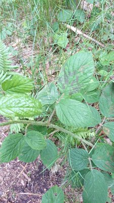 Rubus schleicheri Weihe ex Tratt.: leaf