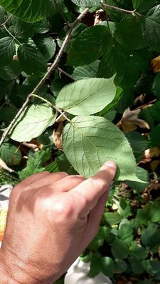Rubus schleicheri Weihe ex Tratt.: leaf