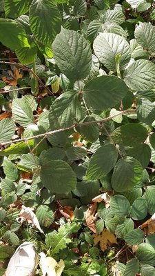 Rubus schleicheri Weihe ex Tratt.: leaf