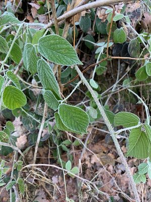 Rubus schleicheri Weihe ex Tratt.: leaf
