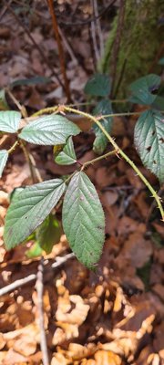 Rubus schleicheri Weihe ex Tratt.: leaf