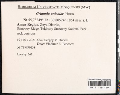 Grimmia unicolor Hook., Moscow University Herbarium
