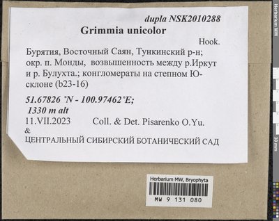 Grimmia unicolor Hook. ex Grev., Moscow University Herbarium