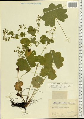 Alchemilla obtusa Buser (Манжетка тупая, Манжетка Самуэльсона), Moscow University Herbarium