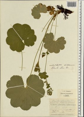 Alchemilla obtusa Buser (Манжетка тупая, Манжетка Самуэльсона), Moscow University Herbarium