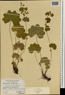 Alchemilla obtusa Buser (Манжетка тупая, Манжетка Самуэльсона), Moscow University Herbarium