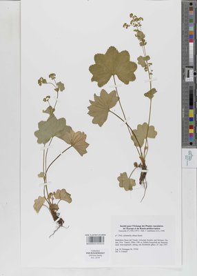 Alchemilla obtusa Buser