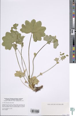 Alchemilla obtusa Buser ex C.DC.