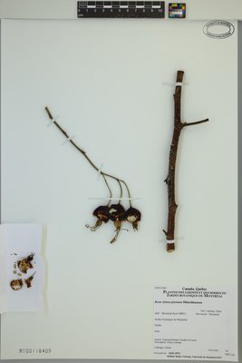 Rosa ×francofurtana at Marie-Victorin Herbarium (MT), Université de Montréal Biodiversity Centre
